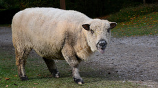 Shropshire-Schaf (5).jpg